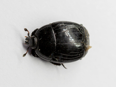 Histerinae