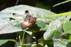 Euriphene epe