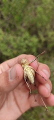 Thyreonotus corsicus