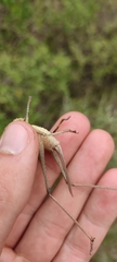 Thyreonotus corsicus