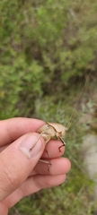 Thyreonotus corsicus