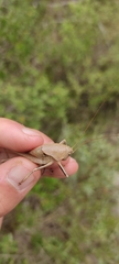 Thyreonotus corsicus