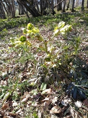 Helleborus foetidus