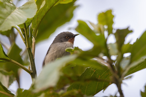 iNaturalist image