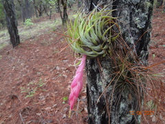 Tillandsia oaxacana