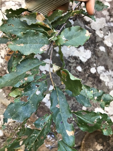 Thicket bushwillow (Combretum padoides)
