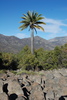 Palms, Bullanocks, and Allies - Photo (c) Diego Alarcón, some rights reserved (CC BY-NC), uploaded by Diego Alarcón