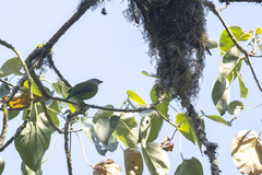 Pseudocalyptomena graueri