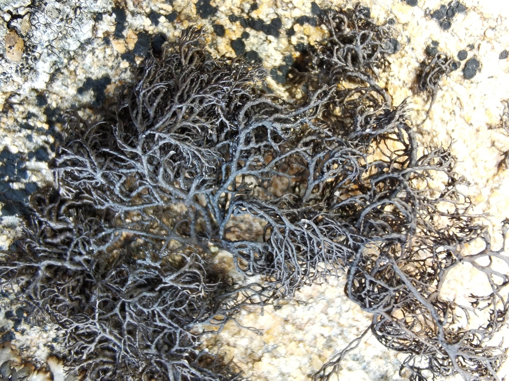 Fine Rockwool Lichen