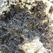 Fine Rockwool Lichen - Photo (c) Andreas Berger, some rights reserved (CC BY-NC), uploaded by Andreas Berger