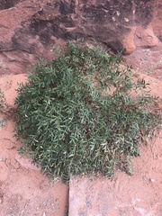 Lomatium latilobum