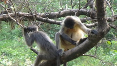 Trachypithecus pileatus