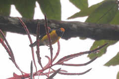 Euphonia anneae