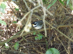 Arremon flavirostris