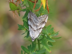Aplocera efformata
