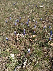 Muscari botryoides