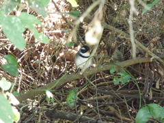 Arremon flavirostris