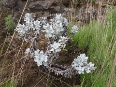 Eriogonum crocatum