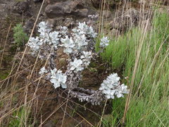 Eriogonum crocatum