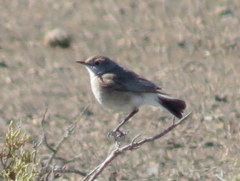 Emarginata tractrac