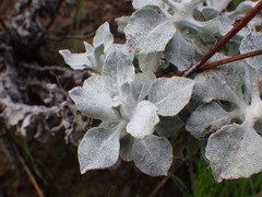 Eriogonum crocatum