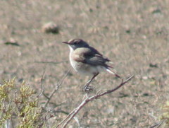 Emarginata tractrac