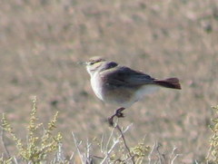 Emarginata tractrac