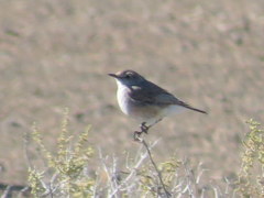 Emarginata tractrac