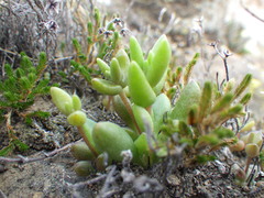 Dudleya blochmaniae