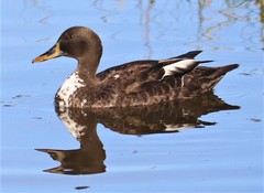 Anas platyrhynchos × undulata