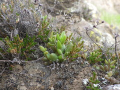 Dudleya blochmaniae