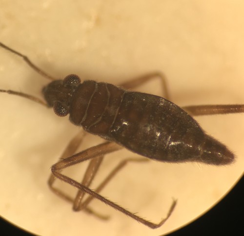 Mesovelia polhemusi