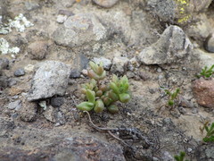 Dudleya blochmaniae