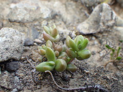Dudleya blochmaniae