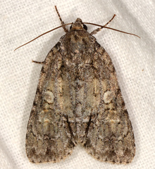 Acronicta immodica