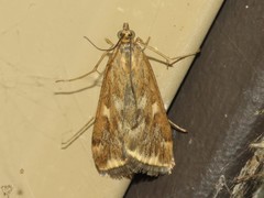 Loxostege munroealis