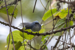 Elminia albicauda