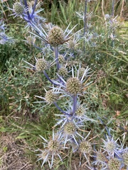 Eryngium amethystinum
