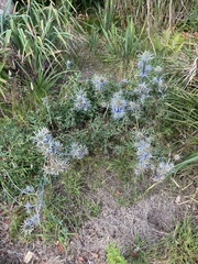 Eryngium amethystinum