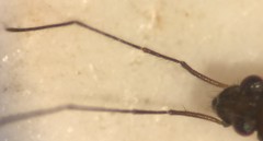 Mesovelia polhemusi