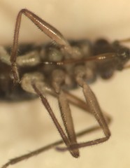 Mesovelia polhemusi