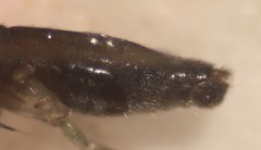 Mesovelia polhemusi