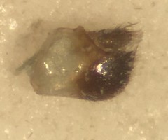 Mesovelia polhemusi