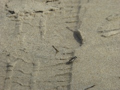 Cicindela latesignata