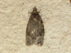 Apotomis removana