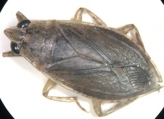 Belostoma minor