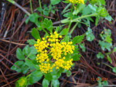 Tauschia