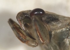 Belostoma minor