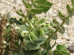 Hyoscyamus