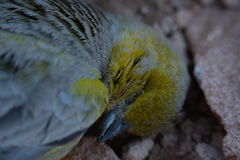 Sicalis uropygialis